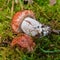 Hygrophorus russula mushroom