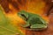 Hyla arborea (Green Tree Frog)