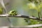 Hyla arborea - Green tree frog on a stalk. The background is green. The photo has a nice bokeh. Wild photo