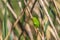 Hyla arborea - Green tree frog on a stalk. The background is green. The photo has a nice bokeh. Wild photo