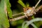 A Hyla Frog on a branch