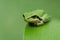 Hyla frog on a green leaf and green background rel