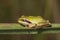 Hyla meridionalis Mediterranean tree frog beautiful immature specimens of this small tree frog perched on Asphodelus leaves in a