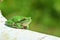 Hyla orientalis , the Eastern tree frog closeup