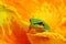 Hyla tree frog over a flower