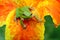 Hyla tree frog over a flower