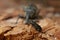 Hylastes bark beetle on pine wood, snout beetle, Hylobius abietis in the background