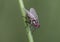 Hylemya species medium-sized fly perched on reed stem