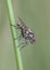 Hylemya species medium-sized fly perched on reed stem