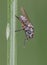 Hylemya species medium-sized fly perched on reed stem