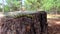 Hyles euphorbiae caterpillar crawling on a tree stump