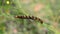 Hyles euphorbiae caterpillar on a stalk of grass