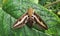 Hyles gallii Bedstraw hawk-moth or galium sphinx