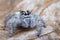 Hyllus Keratodes Jumping Spider