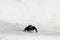 Hyllus semicupreus Jumping Spider. small jumping spider