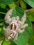 Hyllus semicupreus is spider is known to eat small insects such as grasshoppers, flies, bees and other small spiders