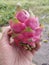 Hylocereus and Selenicereus (pitaya fruit)