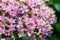 Hylotelephium sedum spectabile autumn purple flowering ornamental plant, stonecrop flowers in bloom