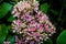 Hylotelephium sedum spectabile autumn purple flowering ornamental plant, stonecrop flowers in bloom
