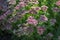 Hylotelephium sedum spectabile autumnal purple flowering ornamental plant, beautiful autumn joy stonecrop flowers in bloom