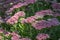 Hylotelephium sedum spectabile autumnal purple flowering ornamental plant, beautiful autumn joy stonecrop flowers in bloom