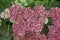 Hylotelephium sedum spectabile autumnal purple flowering ornamental plant, beautiful autumn joy stonecrop flowers in bloom
