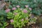 Hylotelephium spectabile in bloom and Euphorbia cyparissias in the rock garden