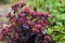 Hylotelephium spectabile Sedum `Purple Emperor`