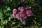 Hylotelephium telephium (Ice plant) flowers.