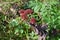 Hylotelephium telephium (Ice plant) flowers.