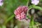 Hylotelephium telephium (Ice plant) flowers.