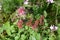 Hylotelephium telephium (Ice plant) flowers.