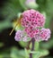 Hylotelephium telephium or Sedum telephium known as orpine, livelong, frog`s-stomach, harping Johnny, life-everlasting, live-forev