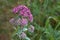 Hylotelephium triphyllum flower or Sedum Stonecrop