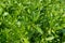 Hylotelephium verticillatum, Sedum spectabile, showy stonecrop, ice plant or butterfly stonecrop