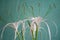 Hymenocallis