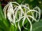 Hymenocallis caribaea also known as Caribbean spider-lily on green blurred background. Selective focus