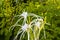 Hymenocallis caribaea caribbean spider-lily unique white flower in Mexico