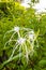 Hymenocallis caribaea caribbean spider-lily unique white flower in Mexico