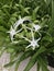 Hymenocallis coronaria or Shoals spider lily.