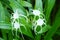 Hymenocallis flower