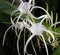 Hymenocallis flower also known as spider lily close-up view
