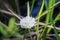 Hymenocallis liriosme aka spider lily flower