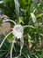 Hymenocallis liriosme & x28;Shinners Spring Spiderlily or Texan Spider Lily& x29;