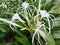 Hymenocallis liriosme (Shinners Spring Spiderlily or Texan Spider Lily) has yellow center flowers