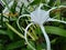 Hymenocallis liriosme (Spiderlily or Texan Spider Lily)