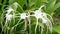 Hymenocallis littoralis or beach spider lily