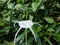 Hymenocallis littoralis or beach spider lily flower