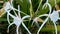 Hymenocallis littoralis or the beach spider lily flowers -HD(4k)Video