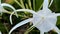 Hymenocallis littoralis or the beach spider lily flowers -HD(4k)Video